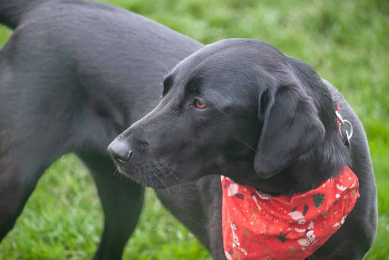 Important Aspects to Consider When Owning a Flat-Coated Retriever