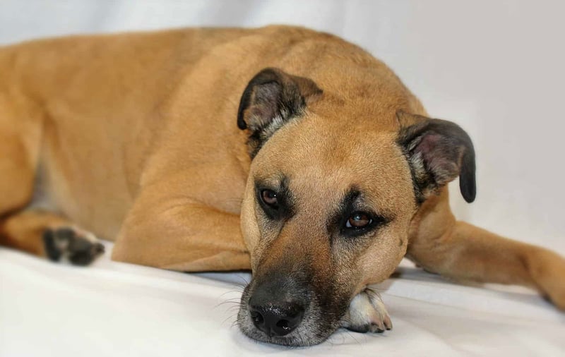 Important Considerations for Black Mouth Cur Ownership