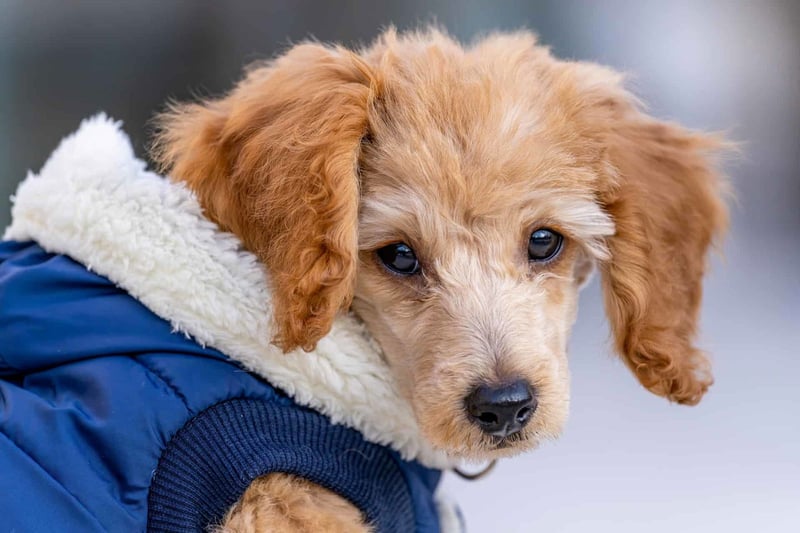 Important Considerations for Toy Poodle Ownership