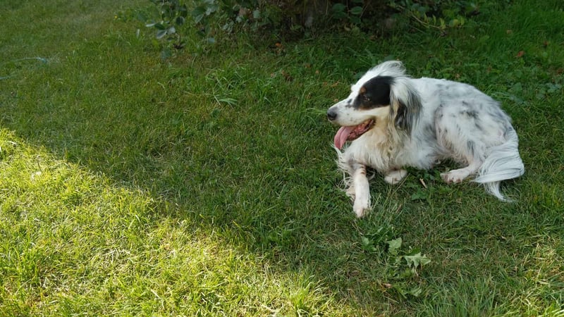 Important Information for English Setter Owners