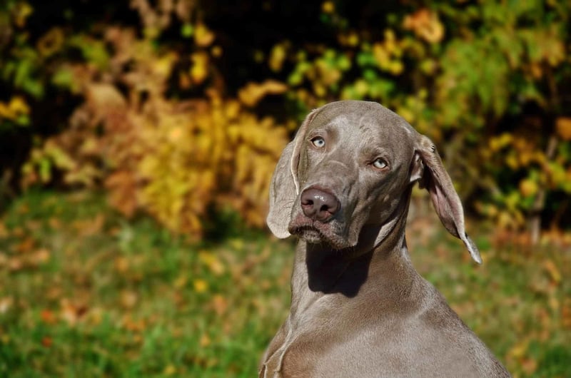 Dog allergy relief, dog grooming, pet health tips.