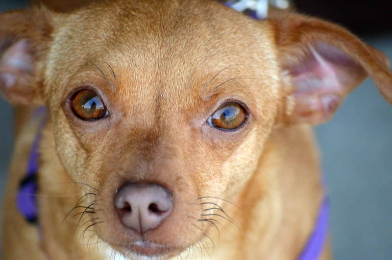 In Conclusion Reflecting on the Chiweenie Breed