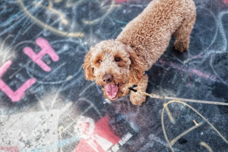 In Conclusion Reflecting on the Miniature Labradoodle Breed