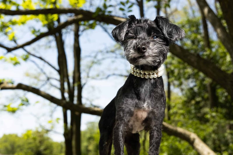 In Conclusion The Endearing Yorkie Poo