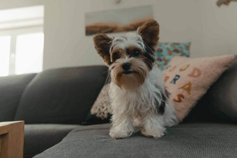 Interesting Fact 1 About Biewer Terriers