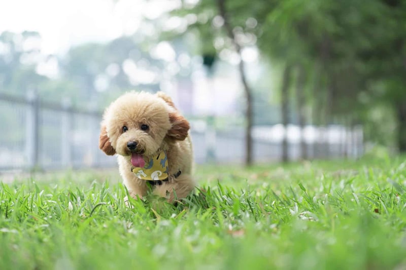 Interesting Fact 1 About Toy Poodles
