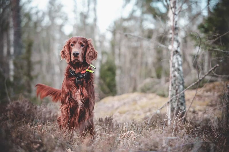 Intriguing Fact 1 About Irish Setters