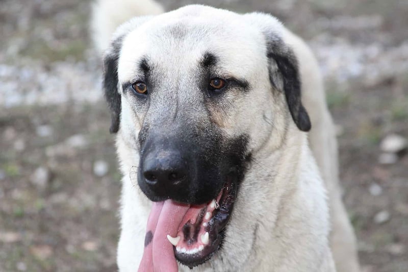 Adorable dog outdoors with playful expression, tongue hanging out in natural setting.