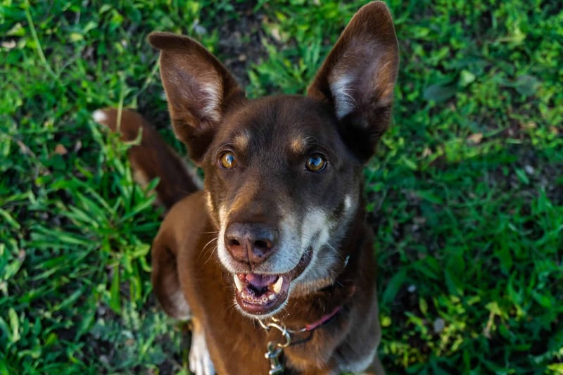 Intriguing Fact #1 About the Australian Kelpie