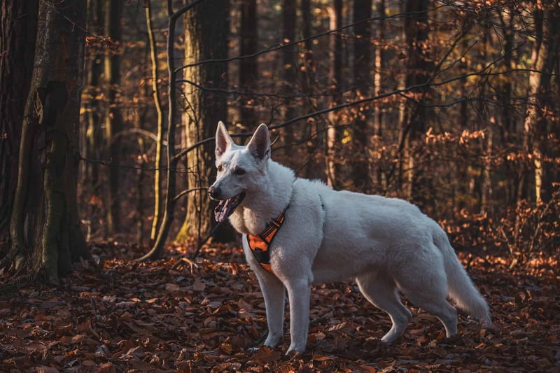 Intriguing Fact 1 Regarding American White Shepherds
