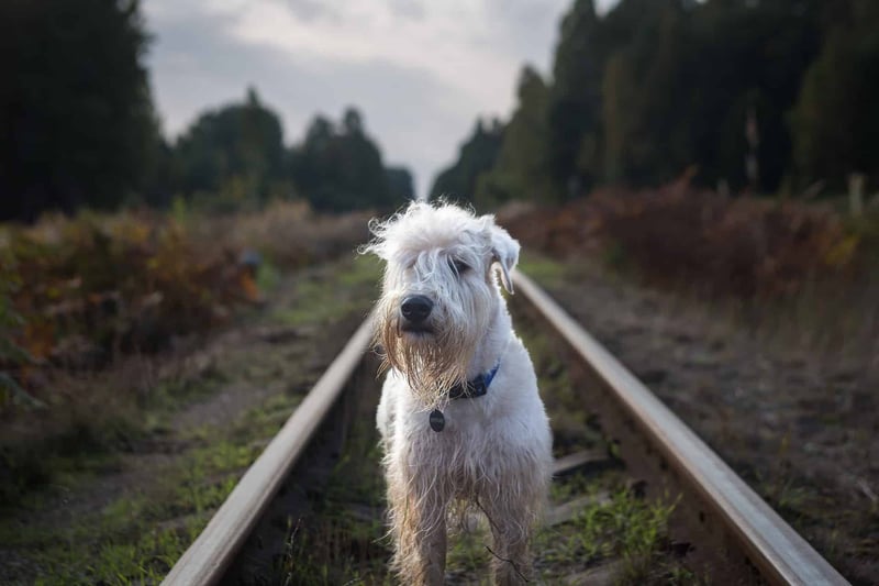 Intriguing Fact #2 About Soft Coated Wheaten Terriers