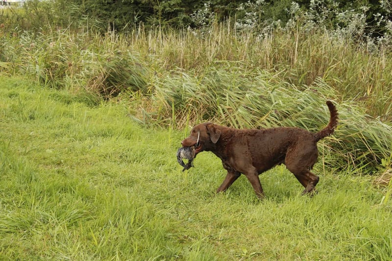 Intriguing Fact 3 About Chesapeake Bay Retrievers