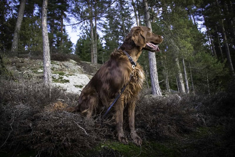 Intriguing Fact 3 About Irish Setters