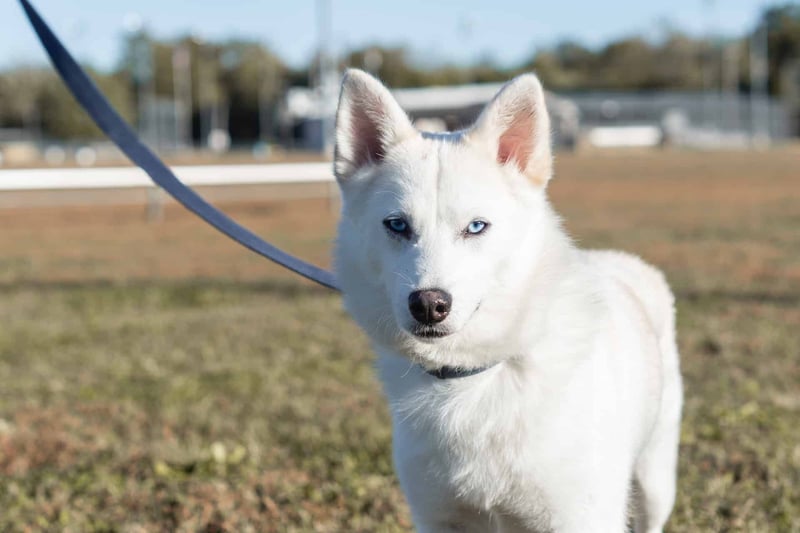 Intriguing Fact 3 Regarding American White Shepherds