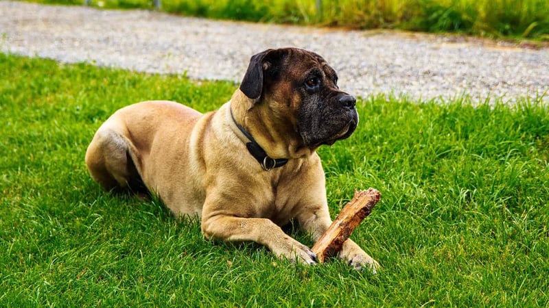 Intriguing Fact About Cane Corsos #1