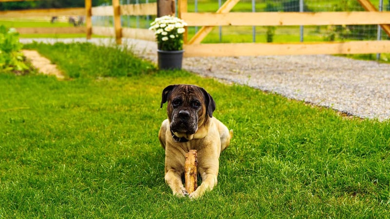 Intriguing Fact About Cane Corsos #3