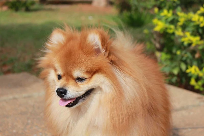 Intriguing Pomeranian Fact #1