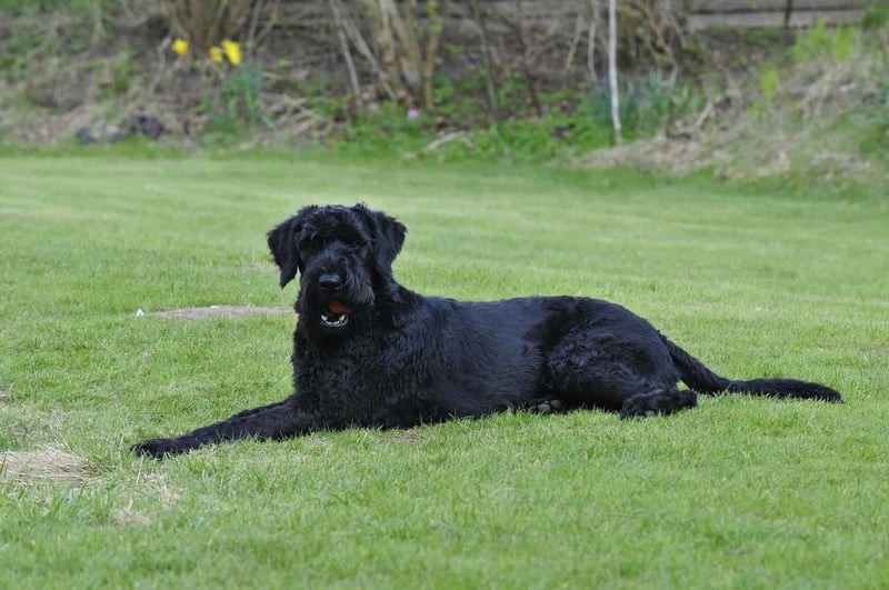 Giant Schnauzer photo 1