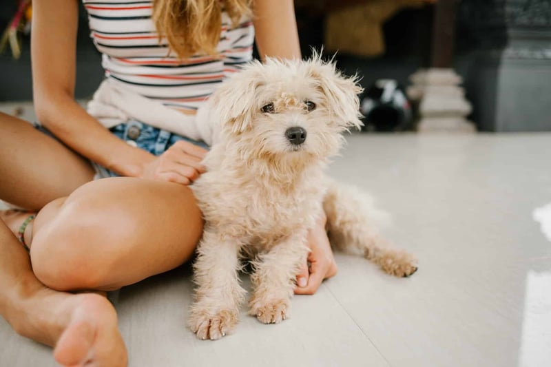 Adorable puppy estate, furry dog sitting calmly with owner, ideal for dog grooming and health.