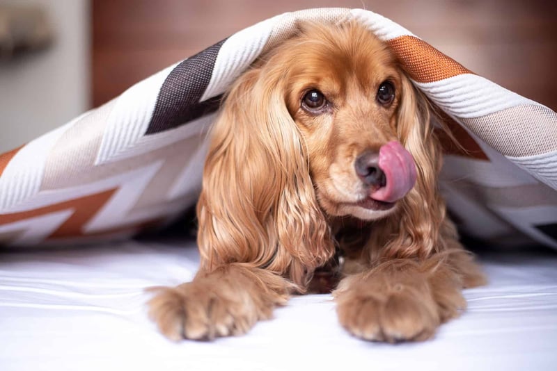 English Cocker Spaniel photo 3