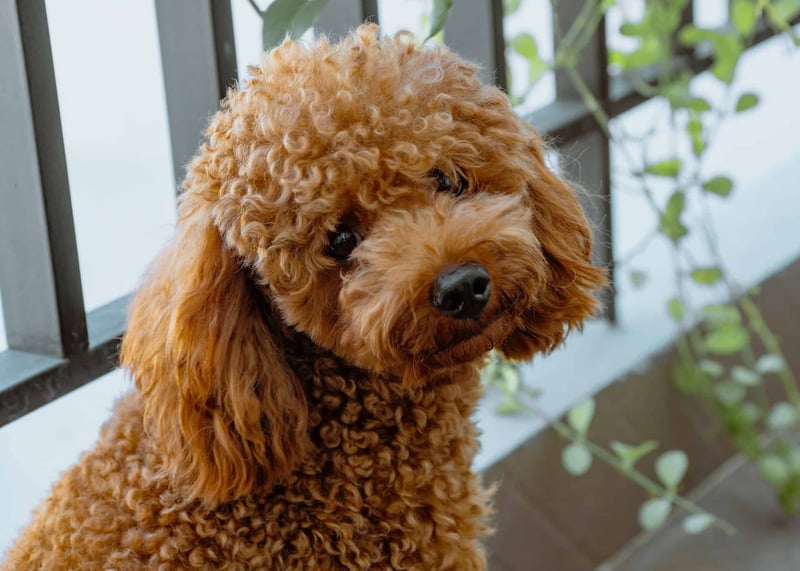 Miniature Poodle photo 3