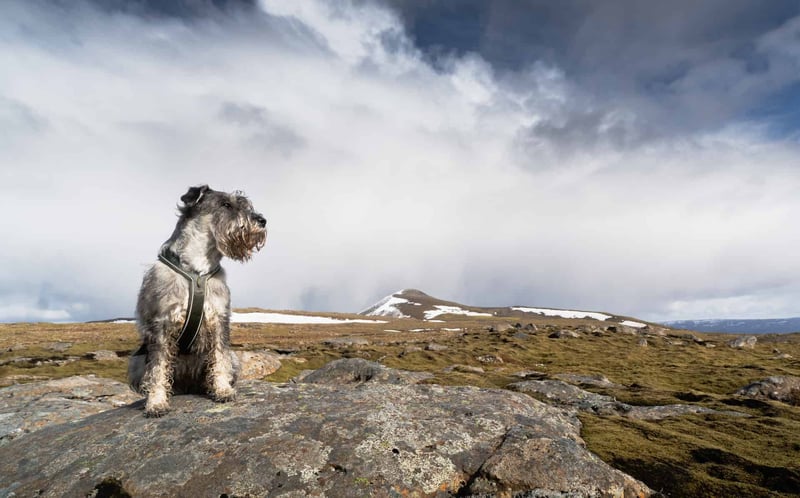 Standard Schnauzer photo 1