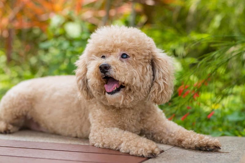 Miniature Goldendoodle photo 3