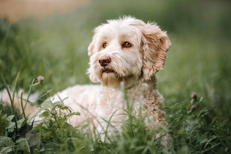 Miniature Labradoodle (Labrador & Toy Poodle Blend) photo 3