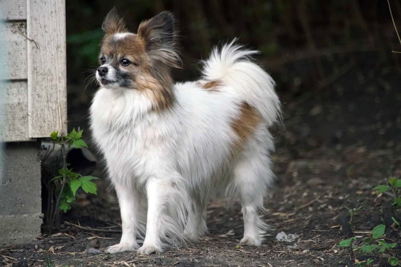 Papillon photo 3