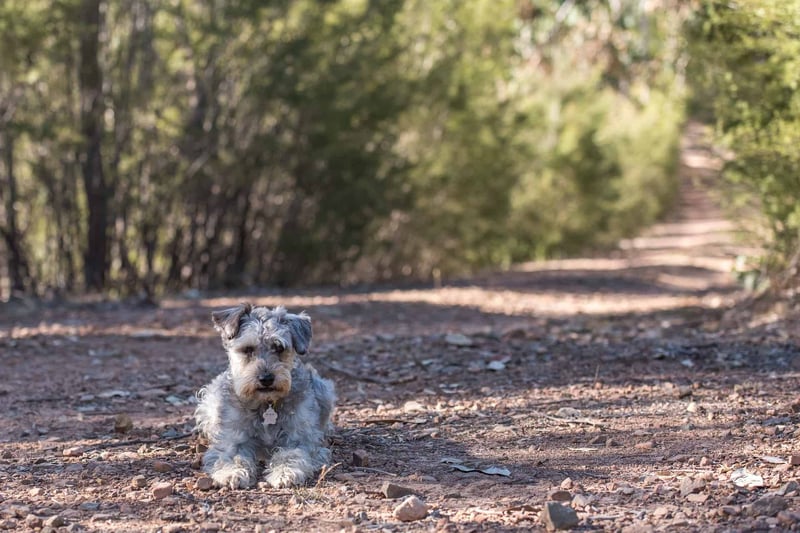 Schnoodle photo 3