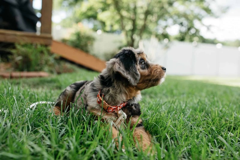 Miniature Aussiedoodle photo 3