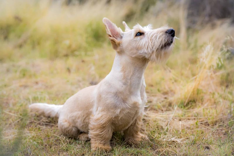 Scottish Terrier photo 3