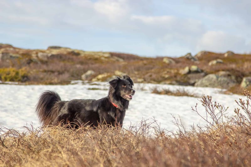 Noteworthy Fact 3 About Flat-Coated Retrievers