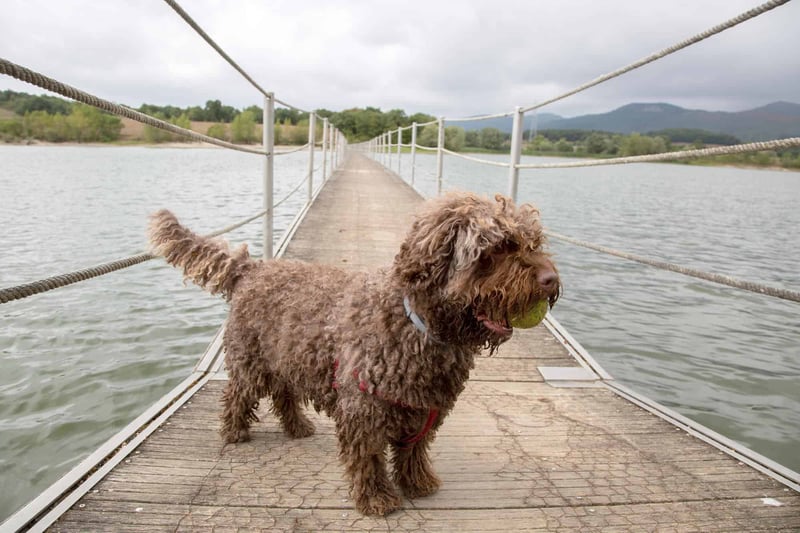 Nutritional Needs and Diet of Spanish Water Dogs