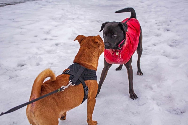 Patterdale Terrier Compatibility with Other Household Pets