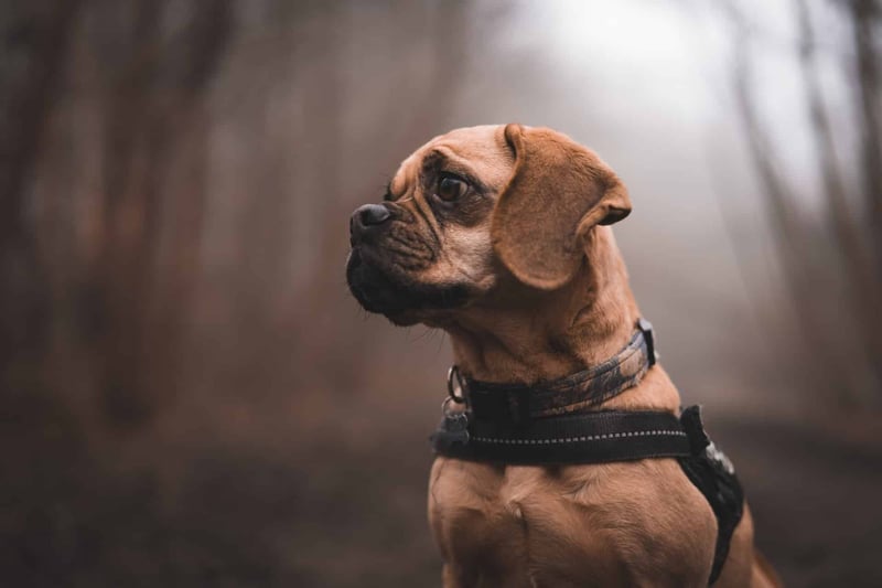Personality and Intelligence of Puggles