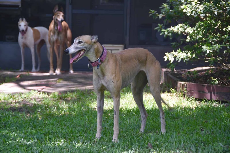 Physical Activity Needs for Greyhounds