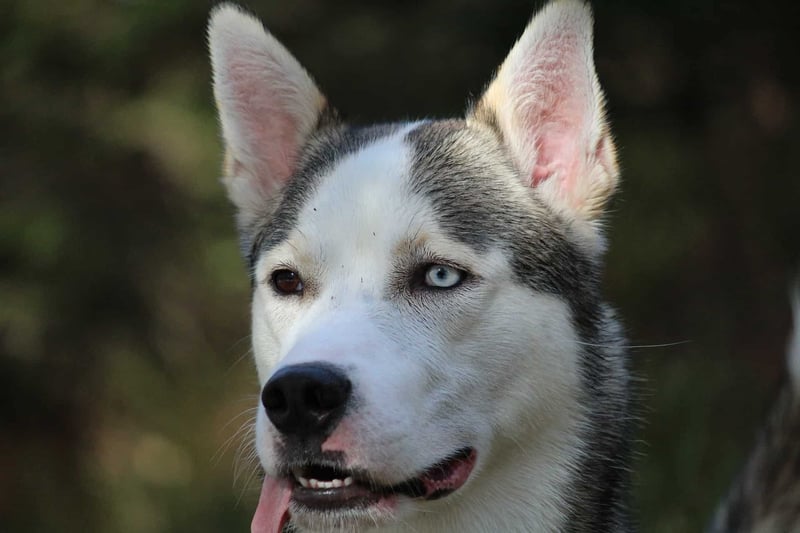 Summing Up the Alaskan Husky Experience