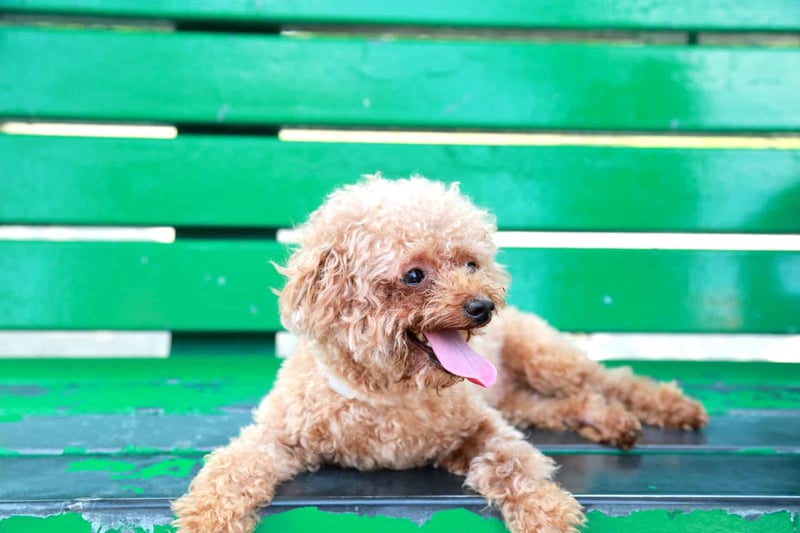 Teacup Poodle photo 3