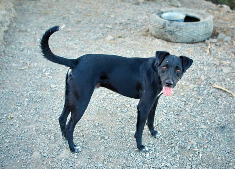 The Nature and Intellect of the Patterdale Terrier