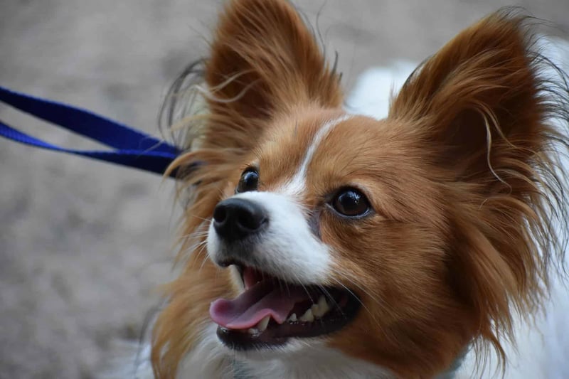 The Personality and Intelligence of Papillons