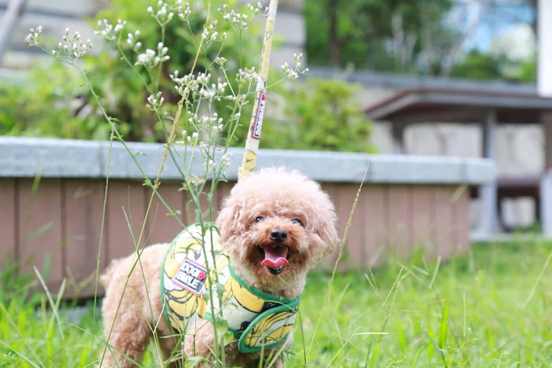 The Personality and Intelligence of Teacup Poodles