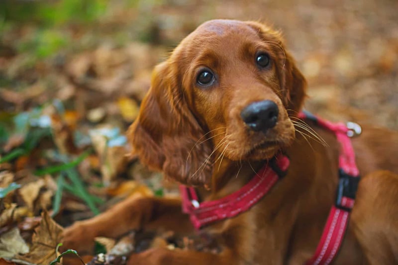 Tips for Choosing the Right Irish Setter Puppy