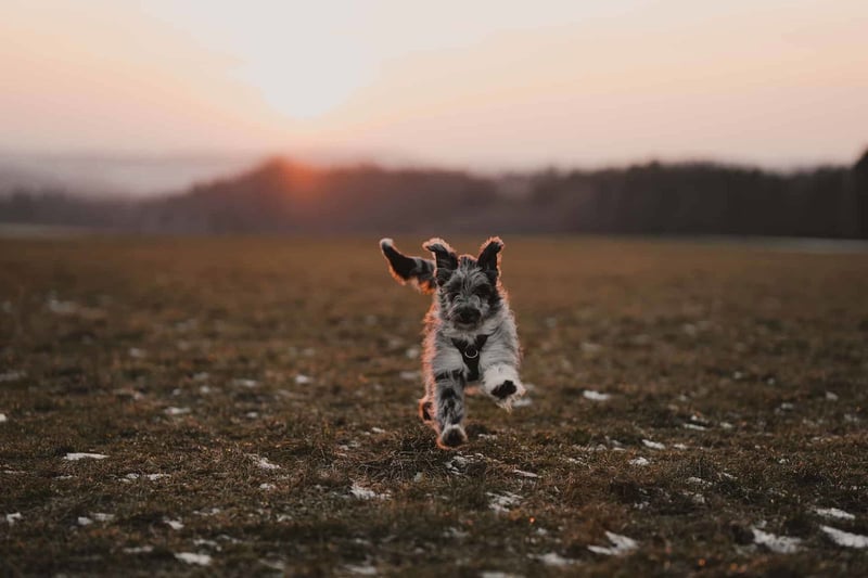 Training Your Aussiedoodle Tips and Techniques