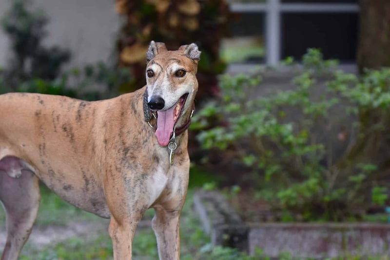 Greyhound photo 3