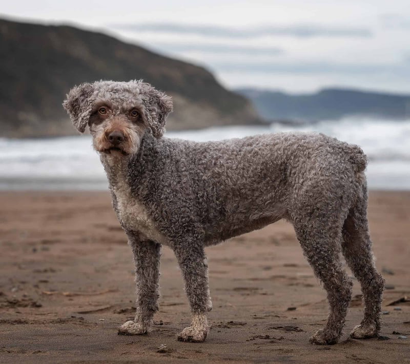 Spanish Water Dog photo 3