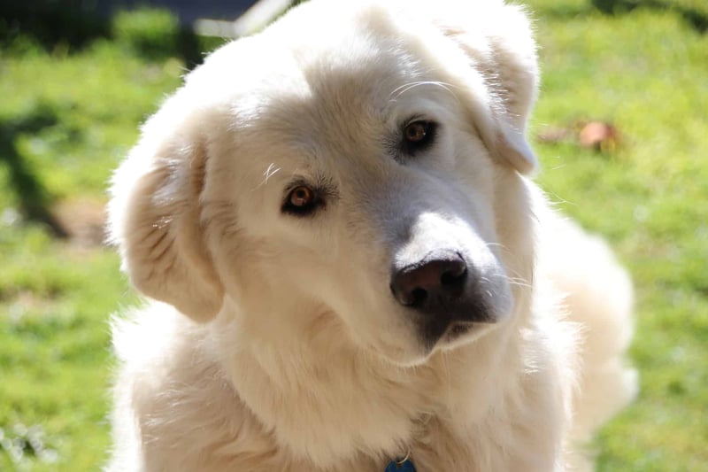 Uncovering Fact 1 About the Maremma Sheepdog