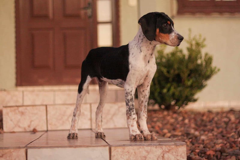 American Foxhound photo 3