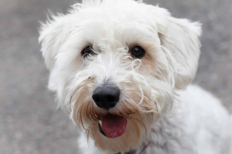 Yet Another Intriguing Schnoodle Fact