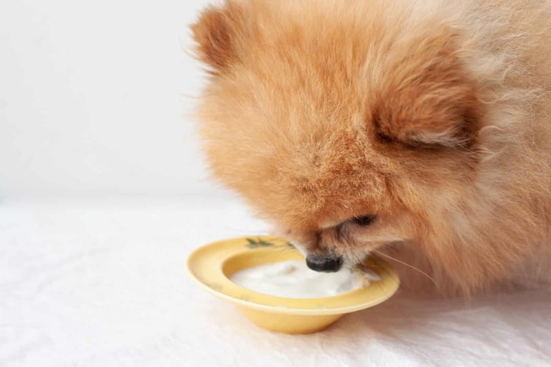Adorable small dog enjoying milk from a yellow bowl for pets.